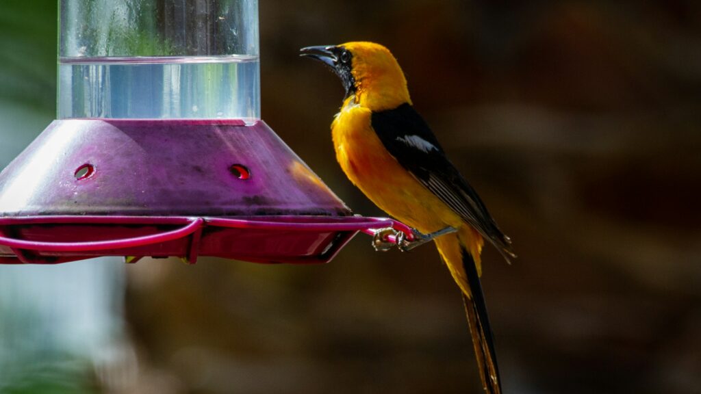 Yellow and black oriole perched on a bird feeder in a backyard setting