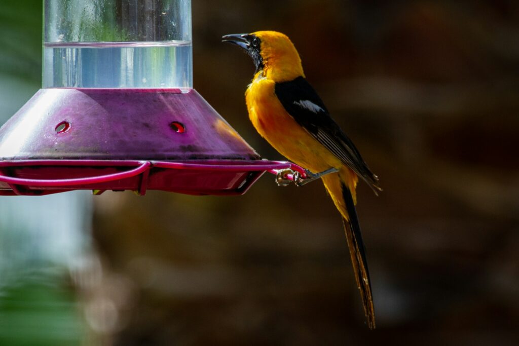 An Orange Oriole perches on a purple bird feeder.