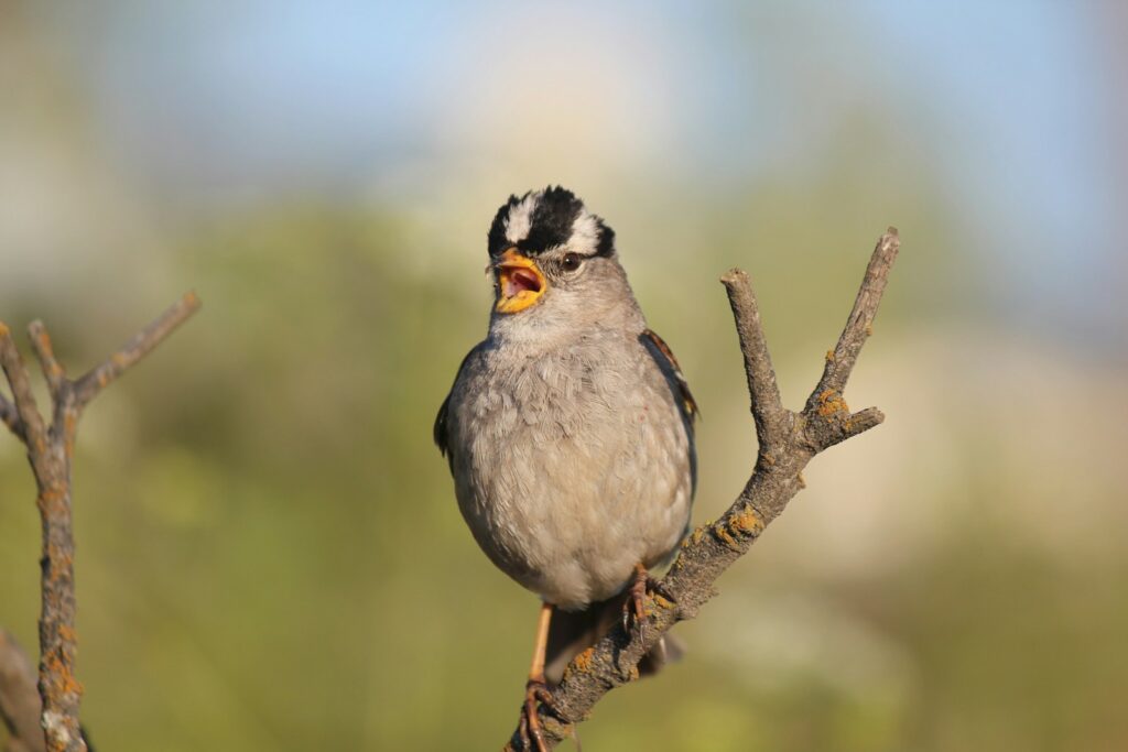 A White-crowned Sparrow with black and white plumage perches on a branch.