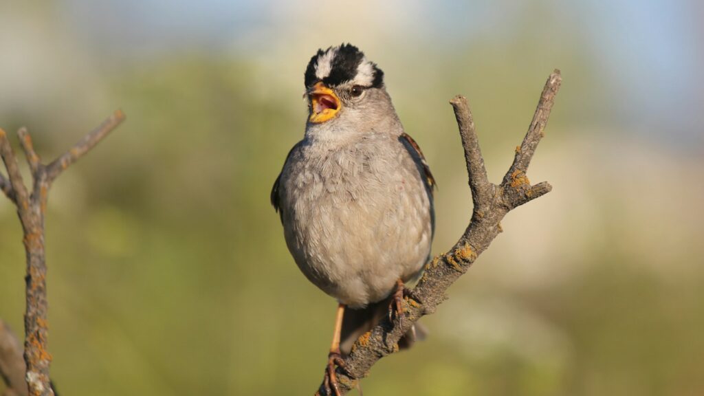 A White-crowned Sparrow with black and white plumage perches on a branch.