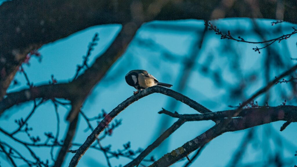 Bird perched on branch before dusk
