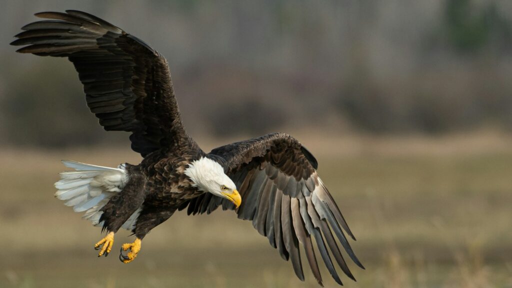 Bald eagle flying above an open grassy field, hunting for food