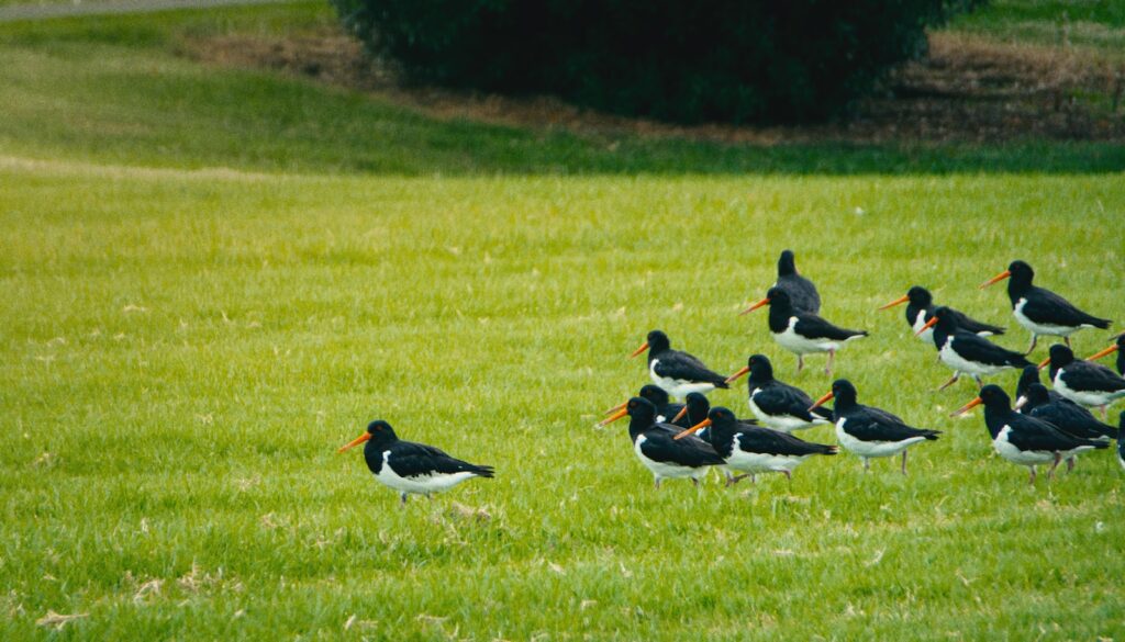 A flock of birds standing on top of a lush green field.