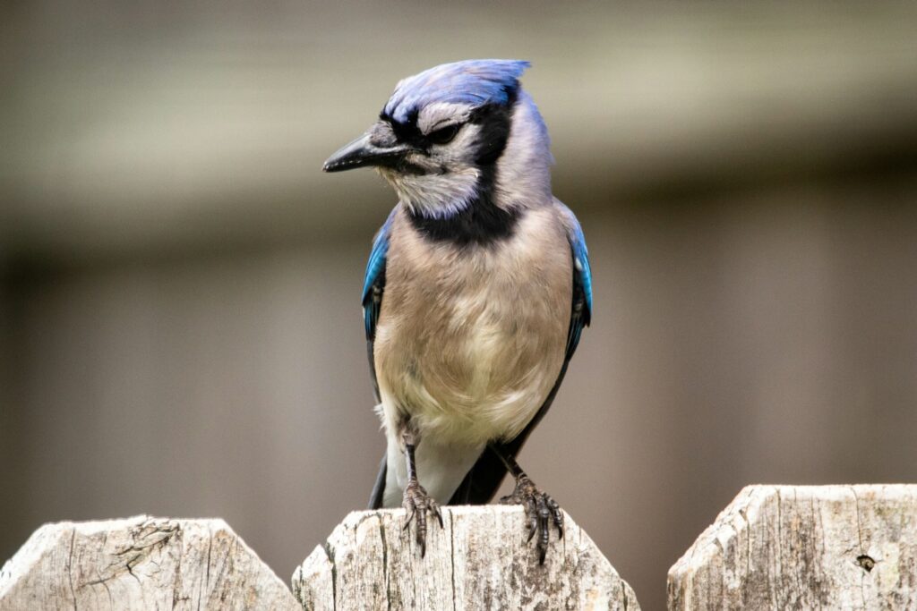 A blue jay perches on a wooden fence with its eyes closed.
