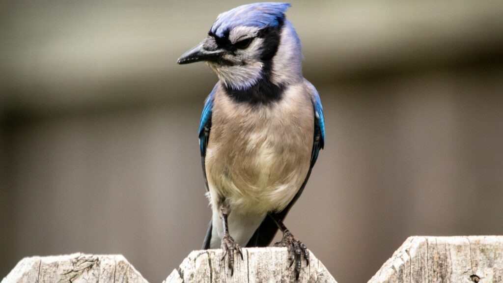 A blue jay perches on a wooden fence with its eyes closed.