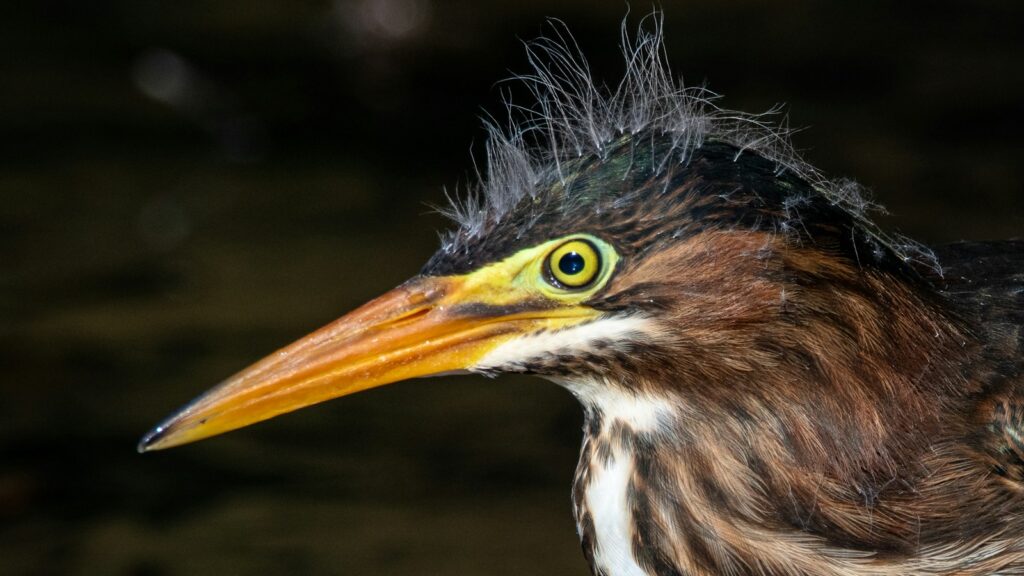 Close-up portrait of Green Heron showing detailed plumage and sharp beak