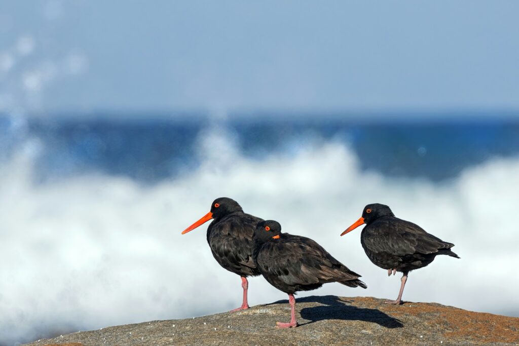 Two birds standing on a rock near the ocean.