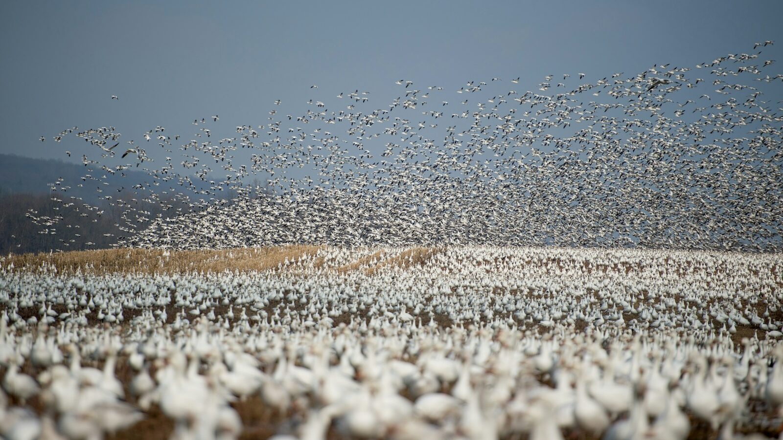 Migrating geese resting and flying over an open field.