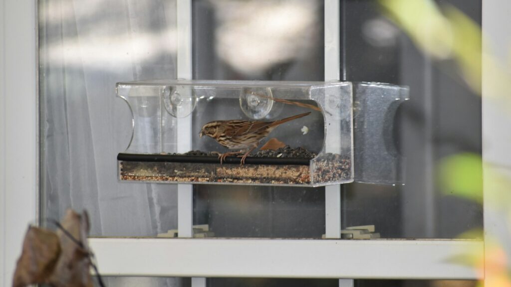 Brown bird feeding on a window-mounted acrylic bird feeder