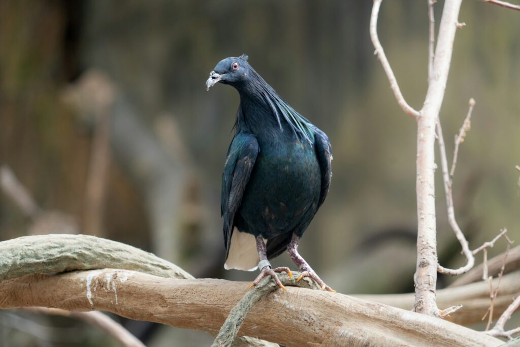 A Nicobar pigeon perched on a branch, showing its dark blue-green plumage.
