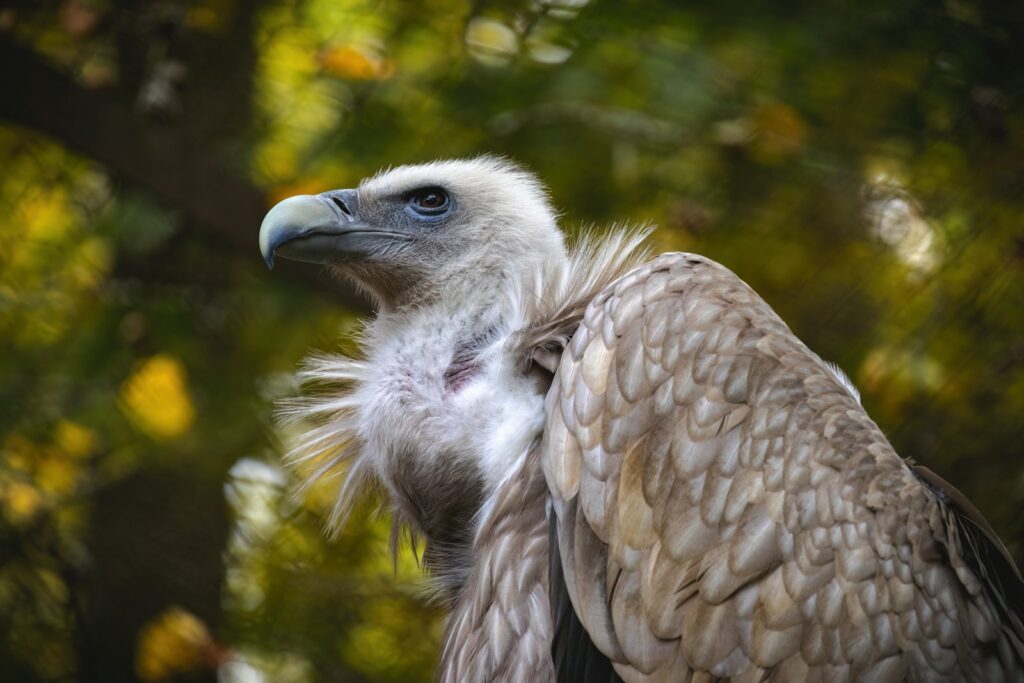 a bird with a bird's head