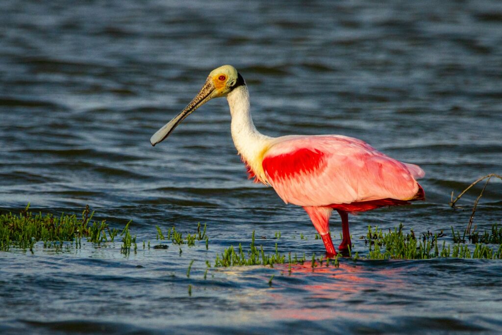 A Roseate Spoonbill with pink and white feathers stands in water amidst green shoots.
