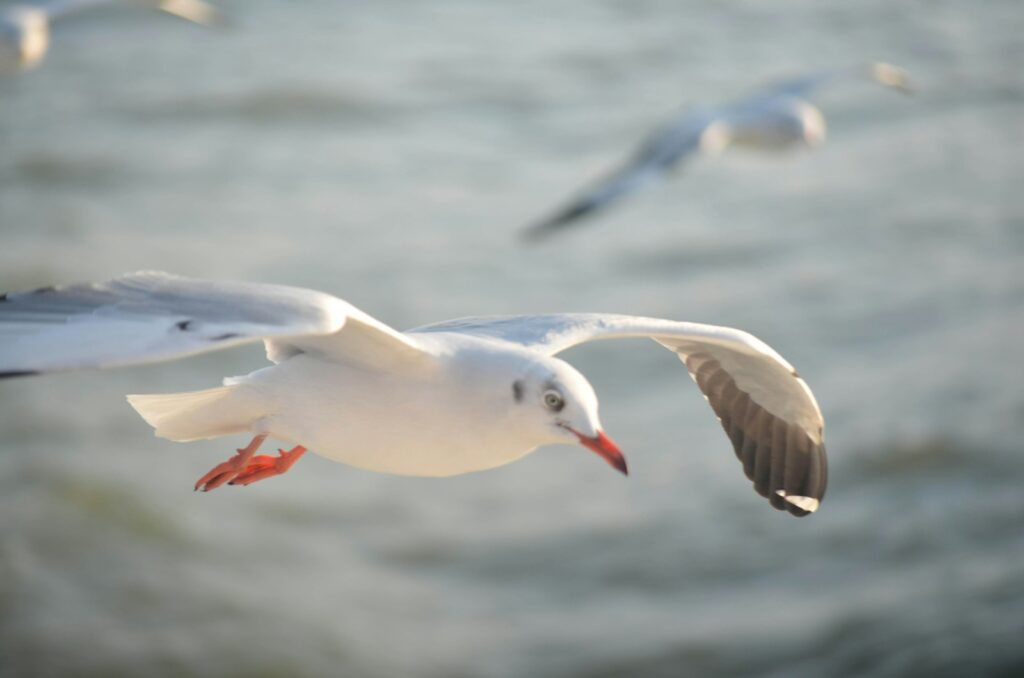 A Black-headed Gull is in flight.