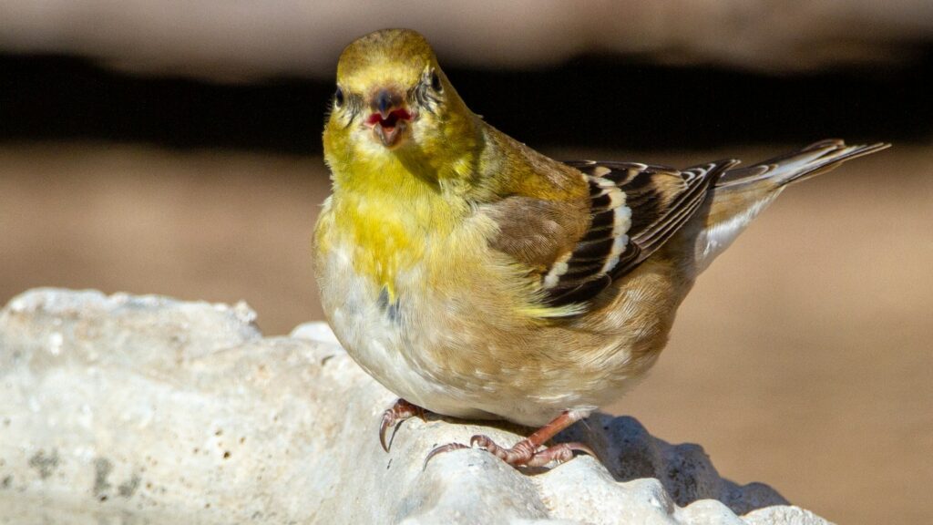yellow and black bird perched on the edge of a concrete bird bath, looking curiously