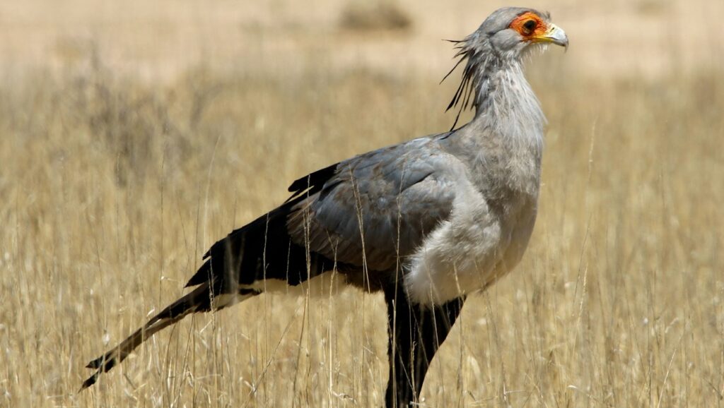 Secretary bird standing tall on a dry grassy field