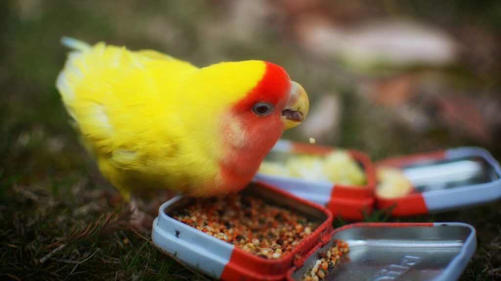 Lovebird feeding from a tin can filled with seeds.