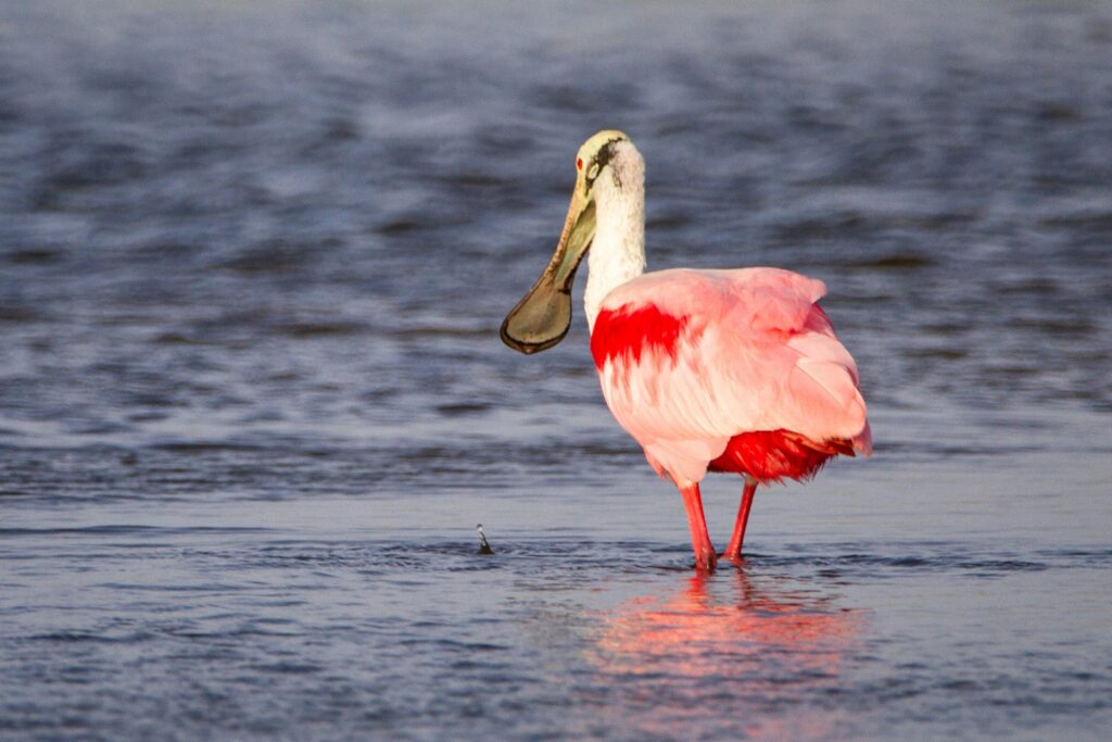 Roseate Spoonbill stands in the water.