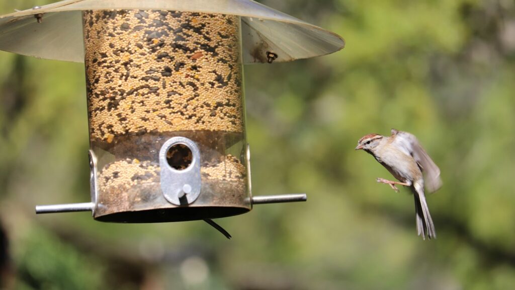 Sparrow in mid-flight about to land on a bird feeder