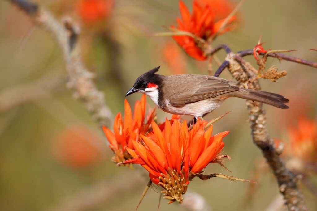 Red-whiskered bulbul perches on vibrant orange flowers.