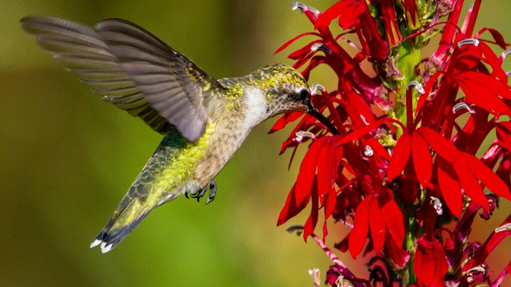 Hummingbird sipping nectar from bright red cardinal flower in bloom