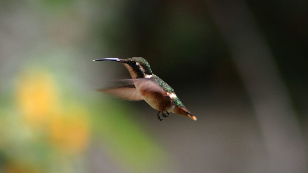 Woodstars hummingbird hovering in mid-air with blurred natural background