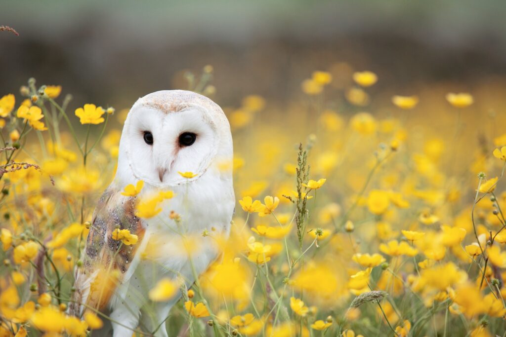A Barn Owl with white and brown plumage sits among yellow flowers.