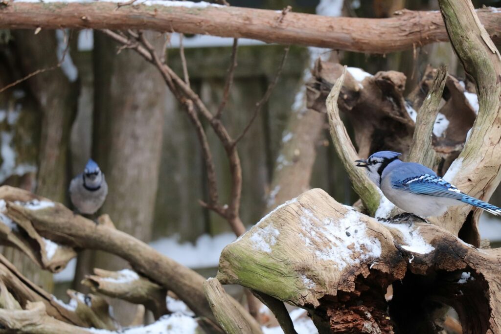 A blue jay perches on a branch, holding a peanut in its beak.