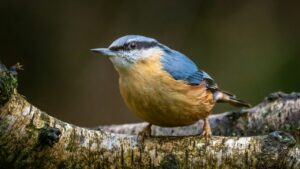 Front view of a Eurasian nuthatch, sitting on a tree branch