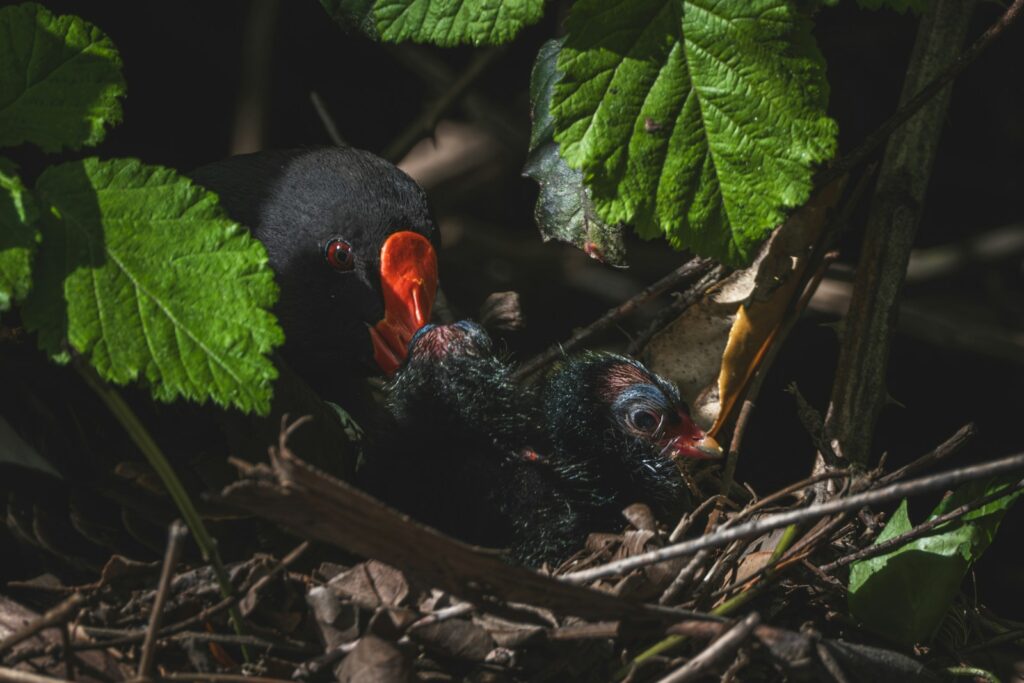 A Common Moorhen adult with a bright beak tends to its chick in a nest.
