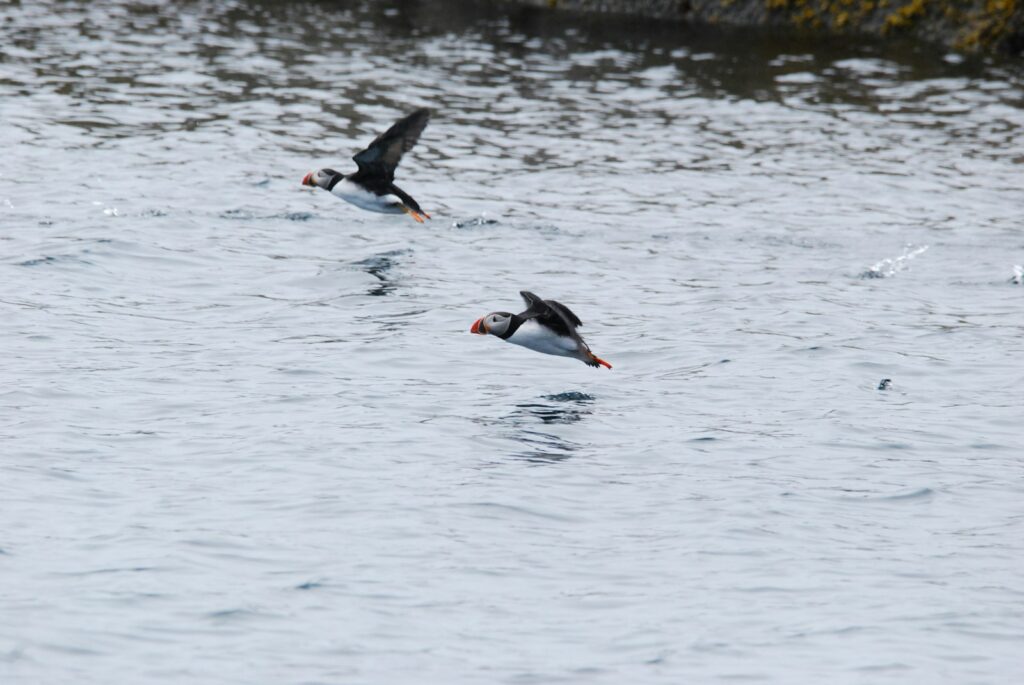 Two puffins flying side by side over the water
