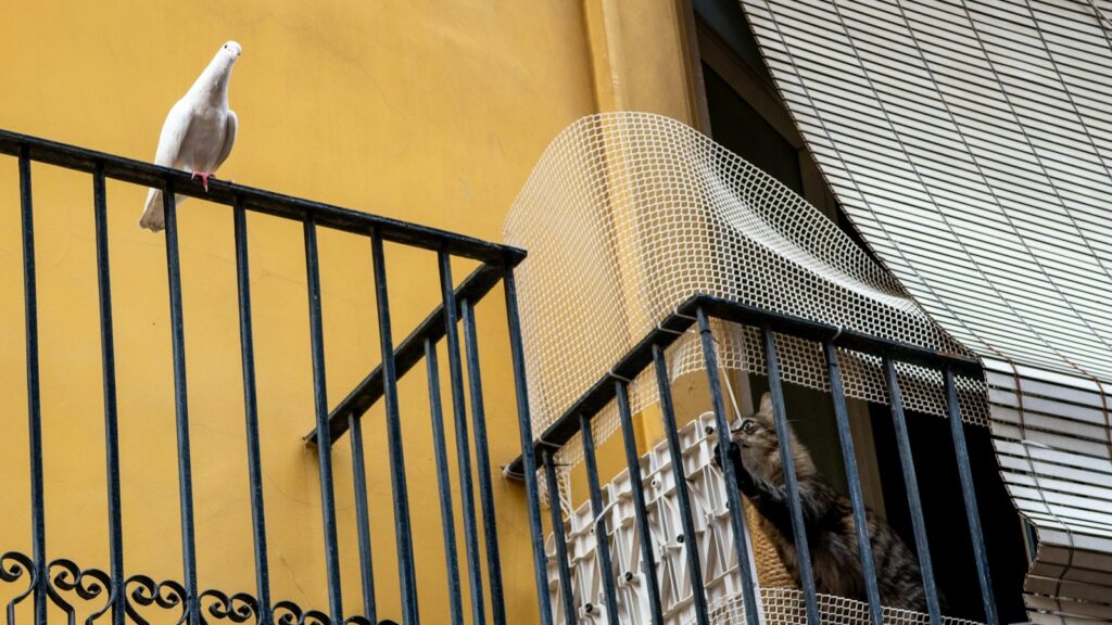 White bird perched on balcony railing with curious cat reaching from adjacent balcony