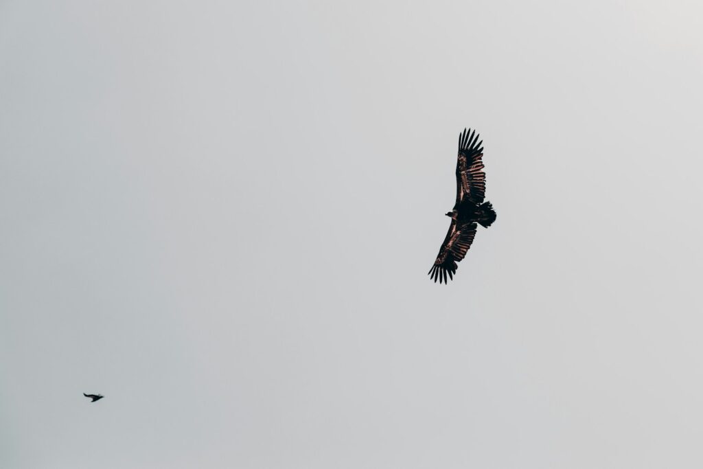 a bird flying in the sky