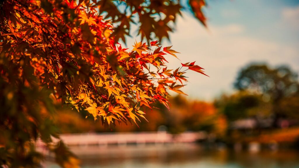 Maple tree branch covered in vibrant orange leaves beside calm body of water