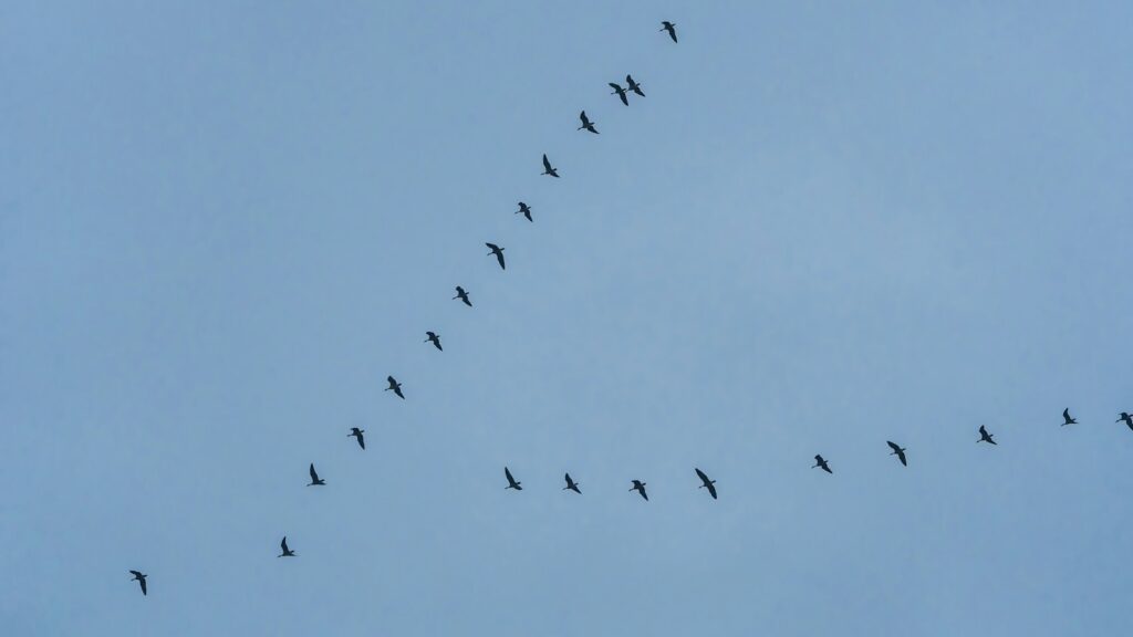 flock of birds flying in a V formation across a clear blue sky