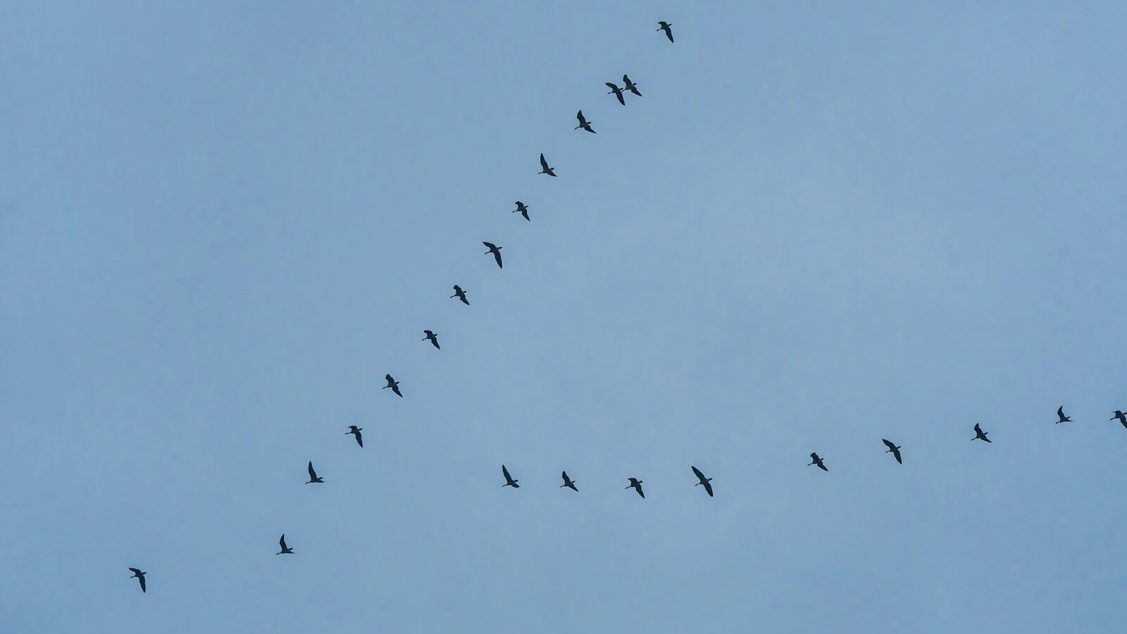 How to Identify Birds Just by Their Silhouette in Flight - bird-life.com