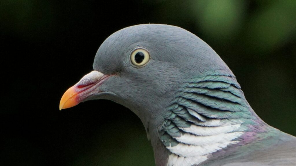 Close-up of pigeon head highlighting eye and feathers