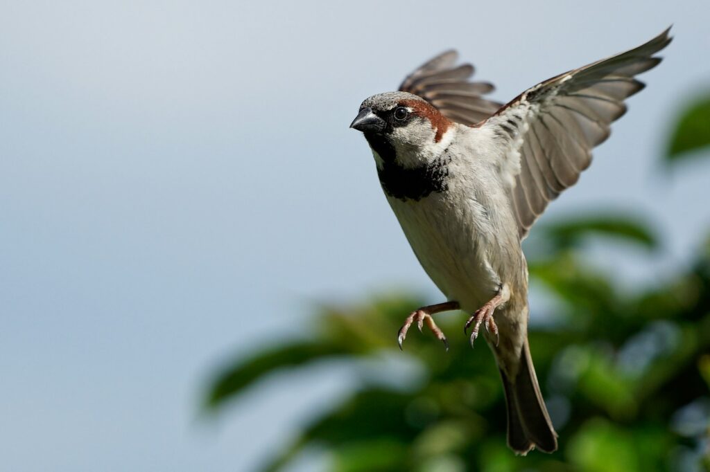 A House Sparrow with wings spread, perched on a branch.