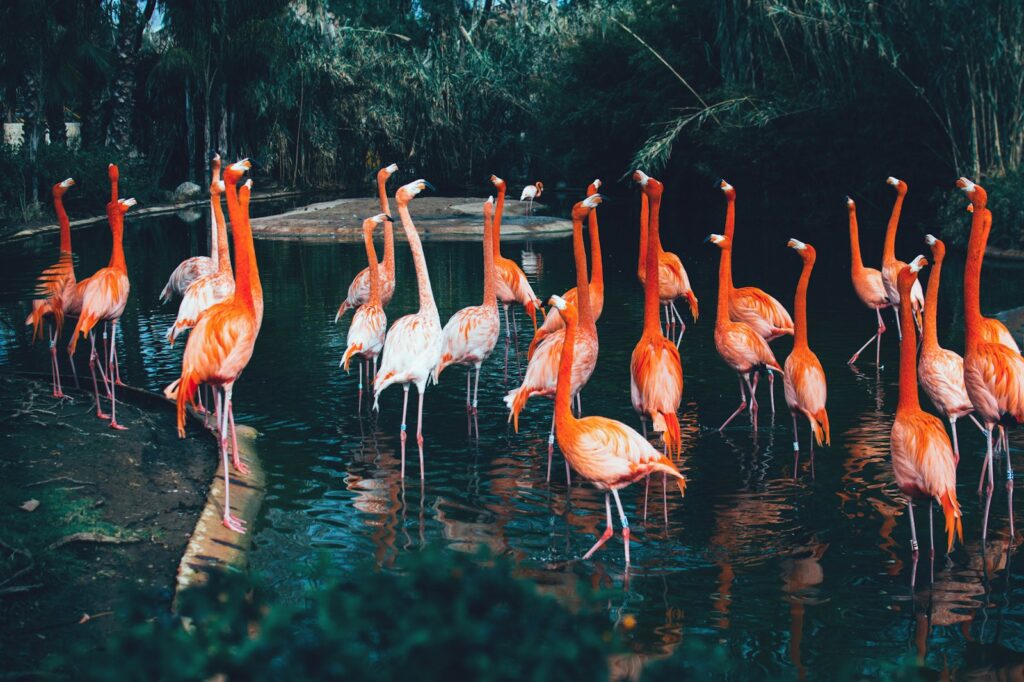 A group of pink flamingos with dark beaks stands in a shallow, dark water.