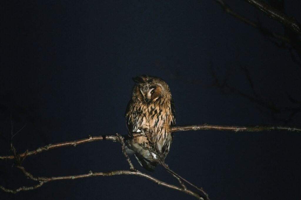 A Long-eared owl perched on a branch.