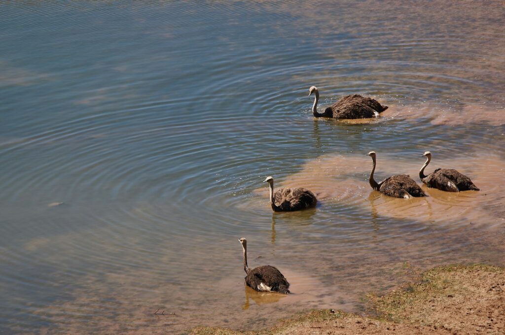 A group of ostriches and an emu stand together.