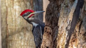 Pileated Woodpecker on the side of a tree