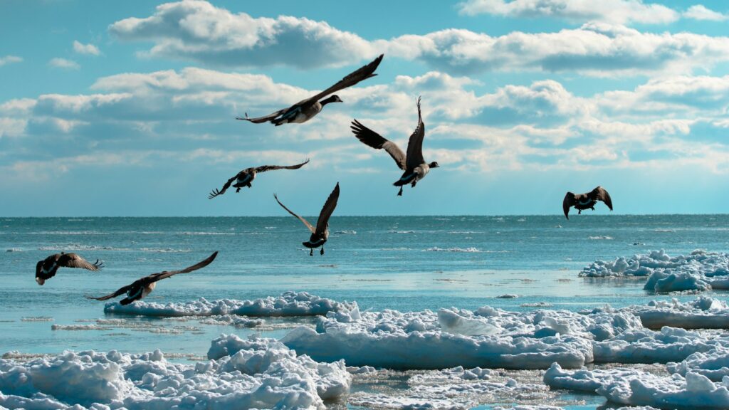 Birds in flight over frigid ocean water surrounded by sea ice
