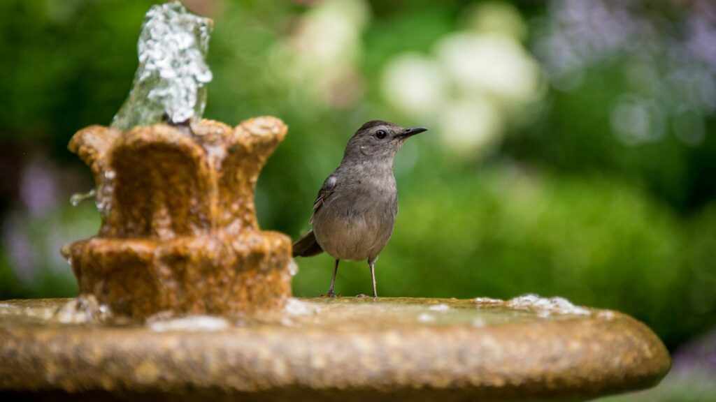 bird standing on a brown stone fountain
