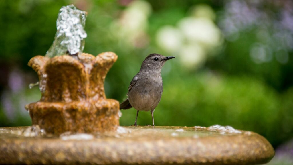 brown bird perched on a bird bath with flowing water