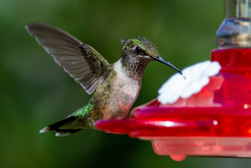 A Ruby-throated Hummingbird with green and brown plumage feeds from a red feeder.