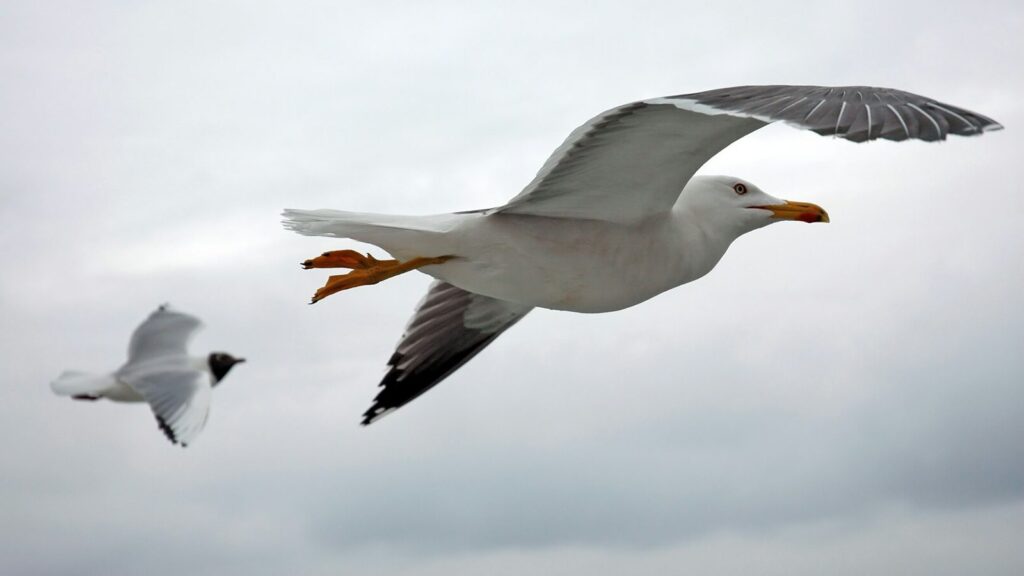 Two different species of seagulls flying mid-air under a cloudy sky