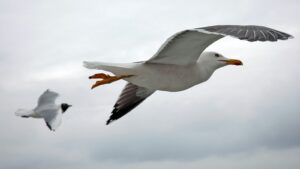 Two different species of seagulls flying mid-air under a cloudy sky