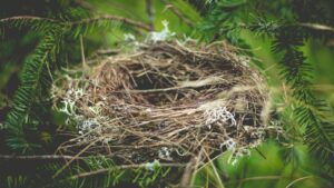 Bird nest resting on pine branches