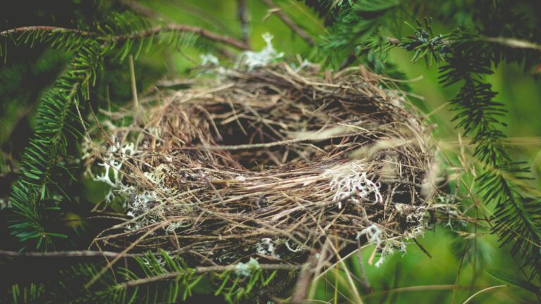 Bird nest resting on pine branches