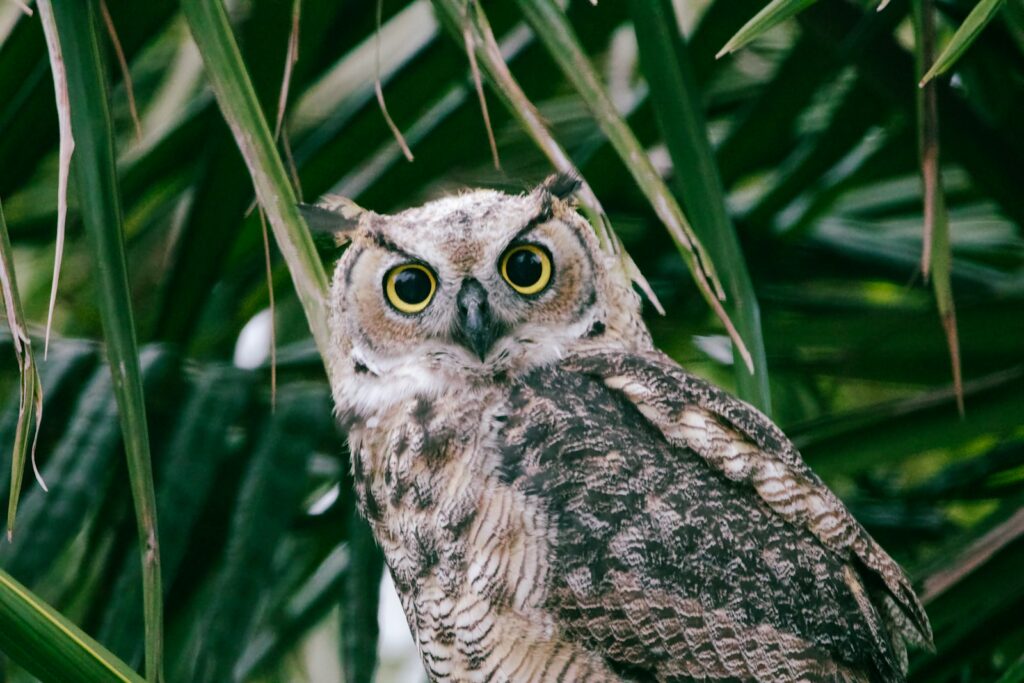 A Lesser Horned Owl with mottled plumage looks directly at the viewer.